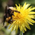 Bombus bohemicus - pačmelák český