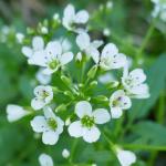 řeřišnice hořká - cardamine amara