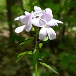 Kyčelnice cibulkonosná - dentaria bulbiferra