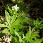 rozkvétající svízel vonný (galium odoratum) - dříve mařinka vonná