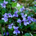 violka vonná - viola odorata