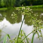 Skřípina lesní (šáchořina) - Scirpus sylvaticus