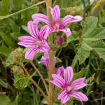 sléz lesní - Malva sylvestris