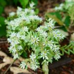 rozchodník bílý - Sedum albus