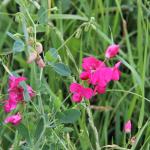 hrachor hlíznatý - Lathyrus tuberosus