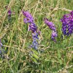 vikev huňatá -vicia vilosa