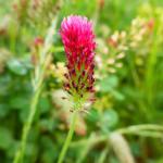 jetel inkarnát - Trifolium incarnatum