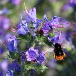 čmelák skalní - bombus lapidarius s pylovými rousky