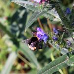 bombus terrestris - čmelák zemní