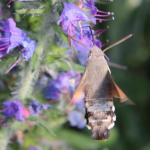 dlouhozobka svízelová Macroglossum stellatarum