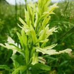 pcháč zelinný - cirsium oleraceum