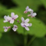 měsíčnice vytrvalá (Lunaria rediviva)