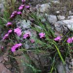 hvozdík kartouzek - Dianthus carthusianorum