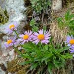 hvězdnice alpská – aster alpinus