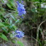 rozrazil rozprostřený (Veronica prostrata)