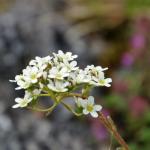 saxifraga paniculata – lomikámen vždyživý