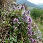 mateřídouška ozdobná sudetská – thymus pulcherrimus sudeticus