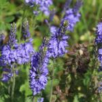 rozrazil rozprostřený (Veronica prostrata)