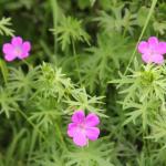 kakost krvavý  Geranium sanguineum