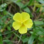 devaterník velkokvětý - Helianthemum grandiflorum