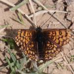 Hnědásek kostkovaný (Melitaea cinxia)