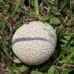 Pýchavka dlabaná  Lycoperdon utriforme