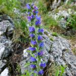 hadinec obecný – Echium vulgare