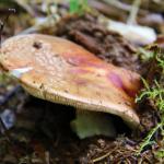 muchomůrka růžovka -Amanita rubescens