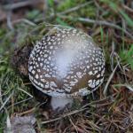 Muchomůrka tygrovaná  Amanita pantherina