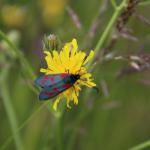 Vřetenuška obecná (Zygaena filipendulae)