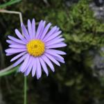 hvězdnice alpská – aster alpinus (astra alpínská)