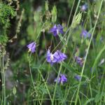 orlíček obecný (Aquilegia vulgaris)