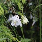 orlíček obecný (Aquilegia vulgaris)