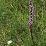 vstavač mužský znamenaný - Orchis mascula subsp. signifera