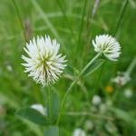 jetel horský - trifolium montanum