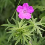 kakost krvavý  Geranium sanguineum