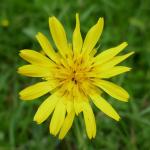 Kozí brada luční  Tragopogon pratensis