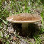 Muchomůrka tygrovaná  Amanita pantherina