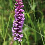 vstavač mužský znamenaný - Orchis mascula subsp. signifera