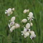 silenka nadmutá – silene vulgaris