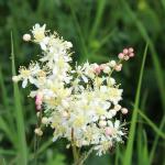 tužebník obecný - filipendula vulgaris 