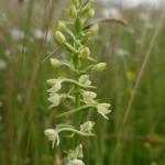 vemeník dvoulistý - Platanthera bifolia