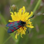 Vřetenuška obecná (Zygaena filipendulae)