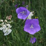 zvonek karpatský - Campanula carpatica