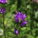 zvonek klubkatý  Campanula glomerata