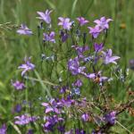 Zvonek rozkladitý (Campanula patula)