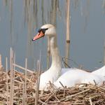 Labuť velká - Cygnus olor