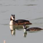 párek potápek roháčů - Podiceps cristatus . 