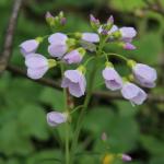 Řeřišnice - Cardamine pratensis subsp. major