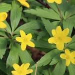 Sasanka pryskyřníkovitá - Anemone ranunculoides